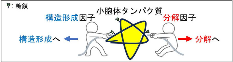 文章を入れてください